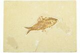 Fossil Fish (Knightia) - Wyoming #210023-1